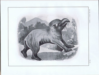 SCOTT, H.H. - A Monograph of Nototherium Tasmanicum.