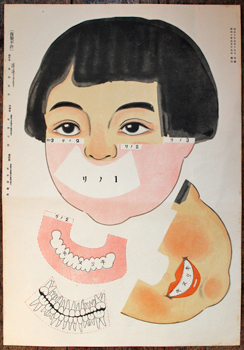 Paper toy - teeth. - A cut out and assemble anatomy model.